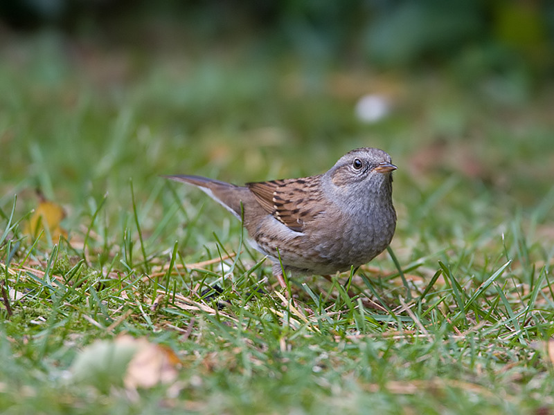 Prunella modularis Hedge Accentor Heggenmus